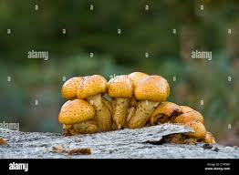 Attēlu rezultāti vaicājumam “Pholiota aurivella”