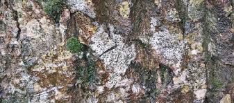 Attēlu rezultāti vaicājumam “Acrocordia gemmata”