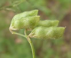 Attēlu rezultāti vaicājumam “Vicia hirsuta bud”