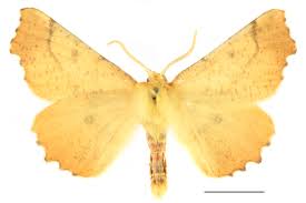 Attēlu rezultāti vaicājumam “Ennomos autumnaria”