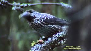 Attēlu rezultāti vaicājumam “Nucifraga caryocatactes adult”