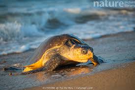 Image result for Lepidochelys olivacea