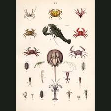 Attēlu rezultāti vaicājumam “Crustacea”