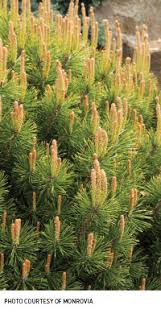 Attēlu rezultāti vaicājumam “Pinus mugo male flower”