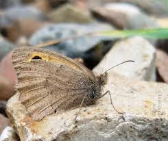 Attēlu rezultāti vaicājumam “Hyponephele lycaon male”