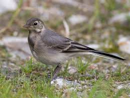 Attēlu rezultāti vaicājumam “Motacilla alba juvenile”