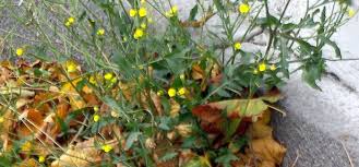 Attēlu rezultāti vaicājumam “Diplotaxis muralis leaf”