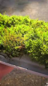 Attēlu rezultāti vaicājumam “Dicranum scoparium sporophyte”