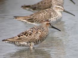 Image result for Calidris himantopus