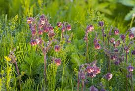 Image result for Geum rivale