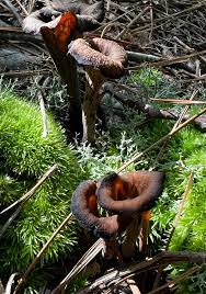 Attēlu rezultāti vaicājumam “Cratarellus cornucopioides”