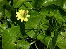 Attēlu rezultāti vaicājumam “Ficaria verna”