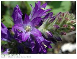 Image result for Campanula spicata