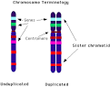 Basic chromosome terminology for mitosis,