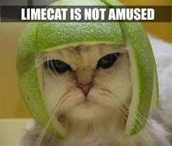 Image result for limecat