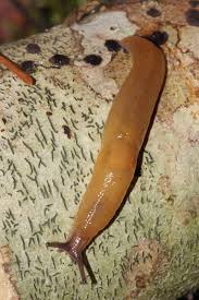 Attēlu rezultāti vaicājumam “Malacolimax tenellus”