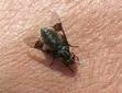 Biting Flies