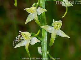 Attēlu rezultāti vaicājumam “Platanthera bifolia flower”