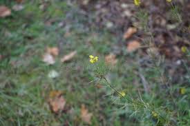 Attēlu rezultāti vaicājumam “Sisymbrium loeselii flower”