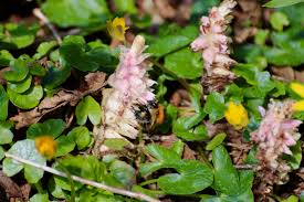 Attēlu rezultāti vaicājumam “Lathraea squamaria flower”