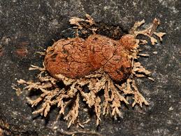 Attēlu rezultāti vaicājumam “Hypoxylon fragiforme / howeianum”