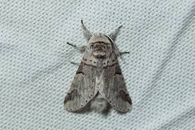 Attēlu rezultāti vaicājumam “Furcula bifida”