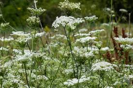 Attēlu rezultāti vaicājumam “Daucus sativus flower”