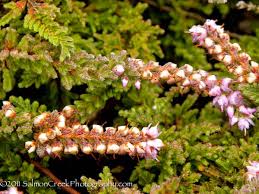 Attēlu rezultāti vaicājumam “Calluna vulgaris leaf”