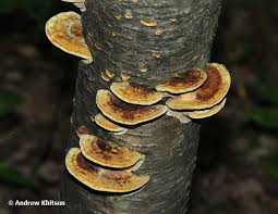 Attēlu rezultāti vaicājumam “Inonotus radiatus”