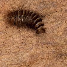 Attēlu rezultāti vaicājumam “Dermestidae”