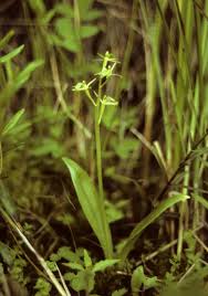 Attēlu rezultāti vaicājumam “Liparis loeselii flower”