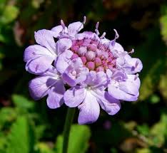 Image result for Scabiosa canescens