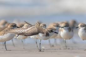 Image result for Charadrius mongolus