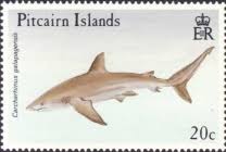 Image result for Carcharhinus galapagensis