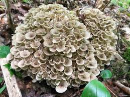 Attēlu rezultāti vaicājumam “Polyporus tubaeformis”