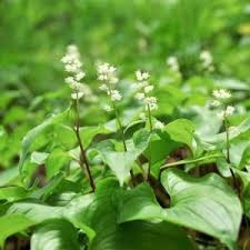 Attēlu rezultāti vaicājumam “Maianthemum bifolium”