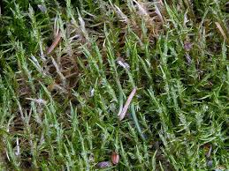 Attēlu rezultāti vaicājumam “Calliergonella lindbergii”