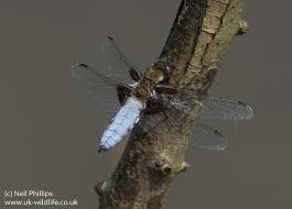 Attēlu rezultāti vaicājumam “Libellula quadrimaculata eggs”