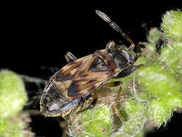 Attēlu rezultāti vaicājumam “Scolopostethus thomsoni”