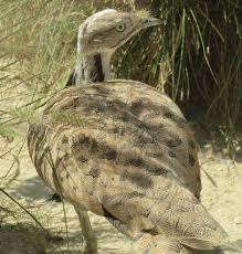 Image result for Chlamydotis macqueenii