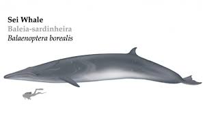 Image result for Balaenoptera borealis