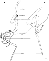Attēlu rezultāti vaicājumam “Oedemera femorata”