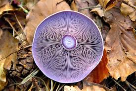 Attēlu rezultāti vaicājumam “Lepista sp.”