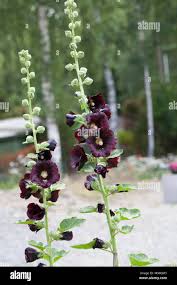 Image result for Alcea rosea nigra