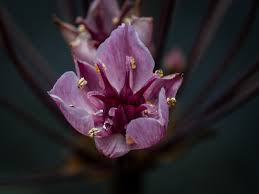 Attēlu rezultāti vaicājumam “Butomus umbellatus bud”