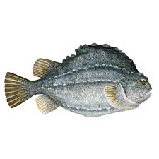 Image result for Cyclopterus lumpus