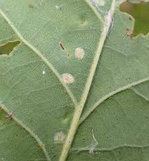 Attēlu rezultāti vaicājumam “Trioza dispar”