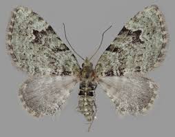 Attēlu rezultāti vaicājumam “Chloroclystis v-ata”