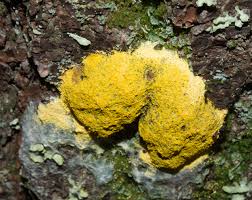 Attēlu rezultāti vaicājumam “Fuligo septica cf. rufa spores”