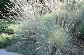 Attēlu rezultāti vaicājumam “Helictotrichon pratense”